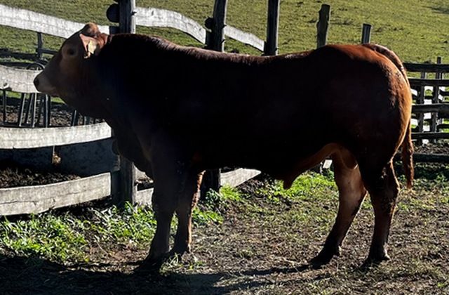 MachoMercse Bölcs Vackor PP* 0290