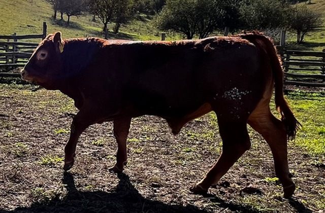 MachoMercse Borsodi Vackor Pp* 0295