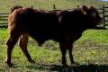 MachoMercse Borsodi Vackor Pp* 0295