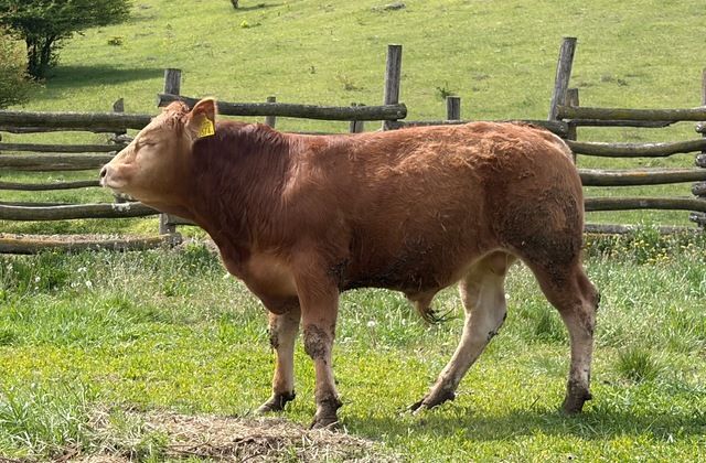 MachoMercse Direktor Bigott P 0374