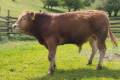 MachoMercse Direktor Bigott P 0374
