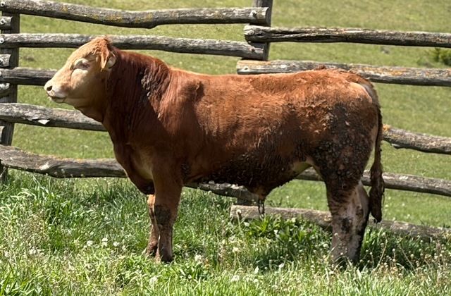 MachoMercse Délibáb Bigott P 0380