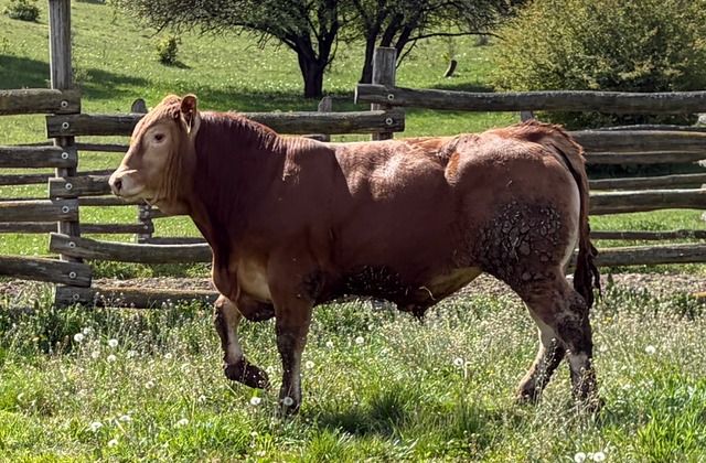 MachoMercse Delelő Bigott P 0382