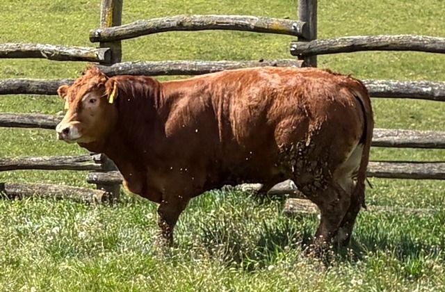 MachoMercse Démon Bigott P 0386
