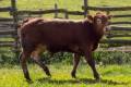 MachoMercse Démon Bigott P 0386