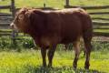 MachoMercse Démon Bigott P 0386