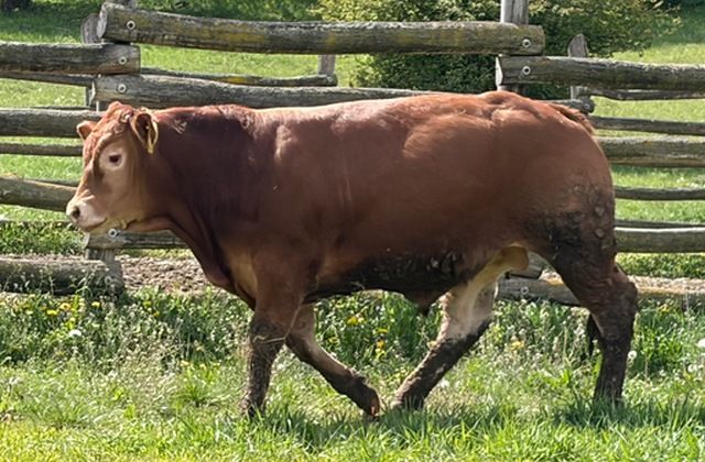 MachoMercse Darabos Bigott P 0388