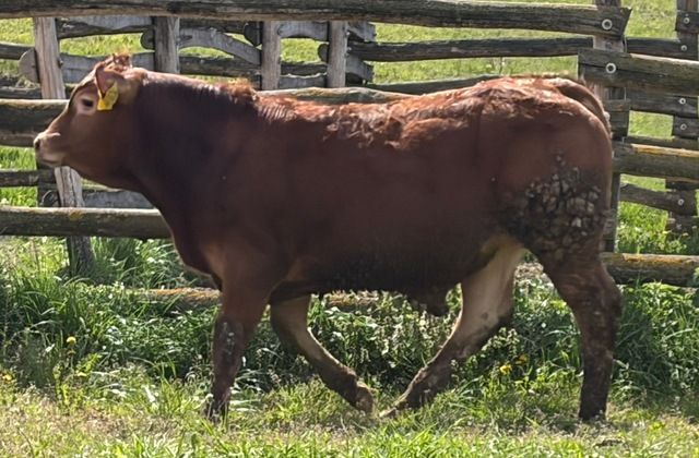 MachoMercse Dabasi Bigott P 0390