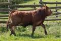 MachoMercse Dabasi Bigott P 0390