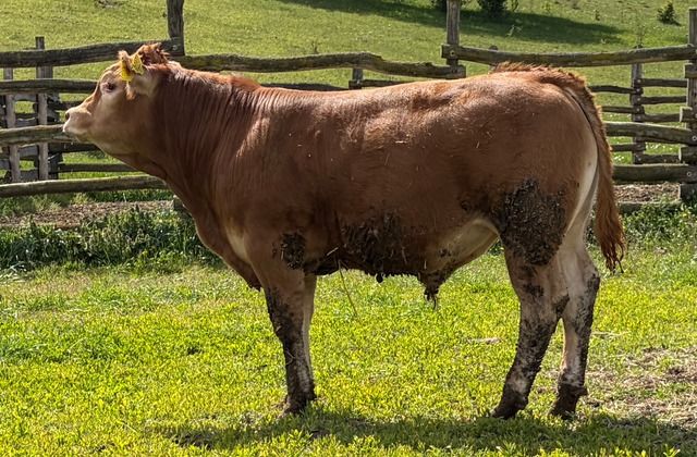 MachoMercse Deszki Bigott P 0391