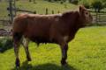 MachoMercse Deszki Bigott P 0391