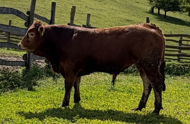 MachoMercse Dió Bigott P 0394