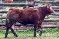 MachoMercse Dagi Vackor 0353 PP*