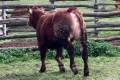 MachoMercse Dagi Vackor 0353 PP*